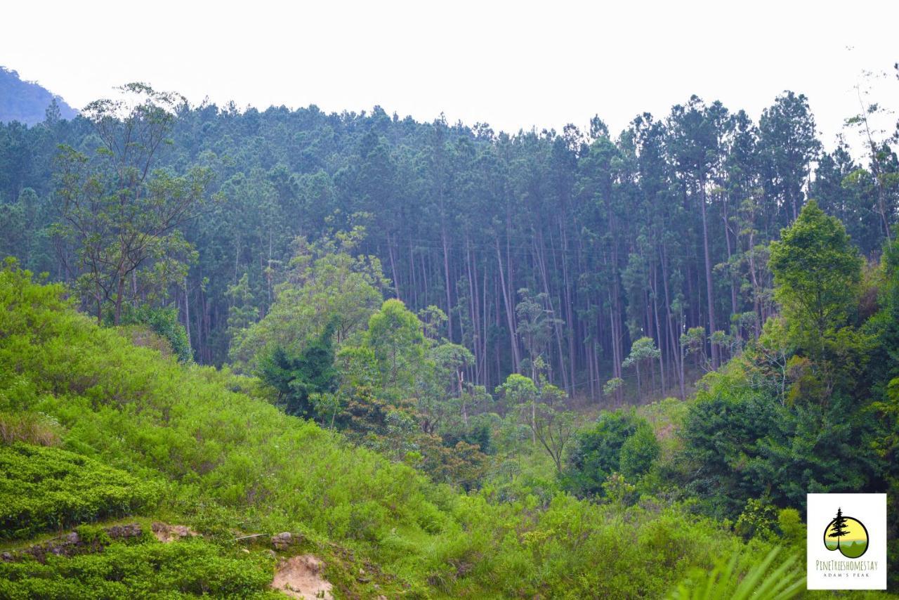 Pine Trees Homestay 날라탄니야 외부 사진